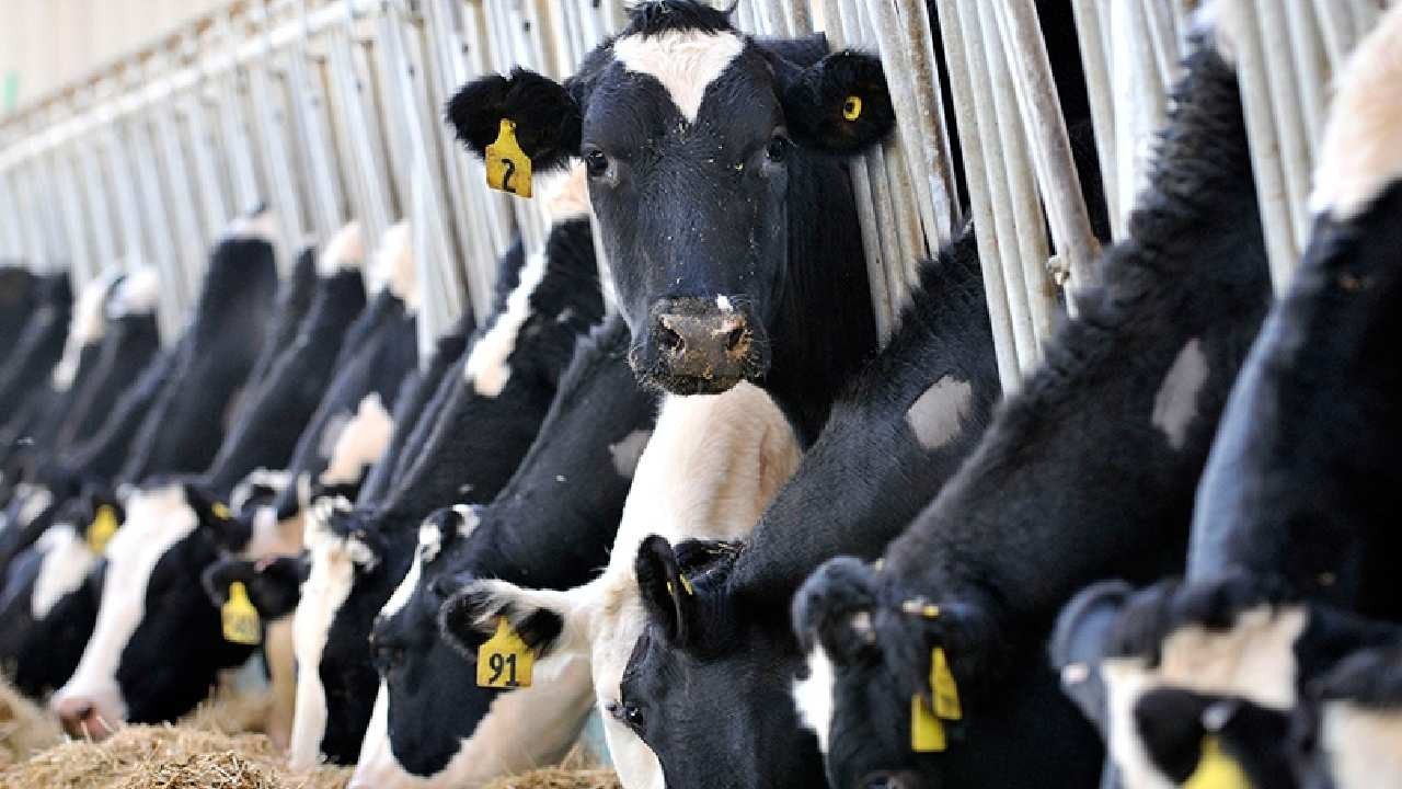 Süt Üreticide 9 Markette 40 Lira