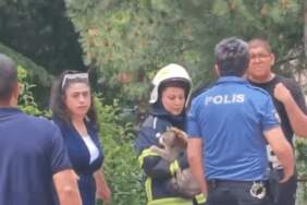 Yangında Mahsur Kalan Kedinin İmdadına İtfaiye Ekipleri Koştu