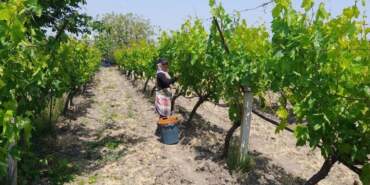 Yaprağı Ayrı Meyvesi Ayrı Para Ediyor! Manisa Sarıgöl’de Hasat Başladı, Günlük 1500 TL Kazandırıyor