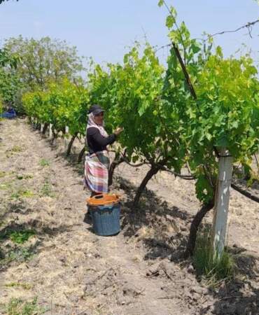 Yaprağı Ayrı Meyvesi Ayrı Para Ediyor! Manisa Sarıgöl’de Hasat Başladı, Günlük 1500 TL Kazandırıyor