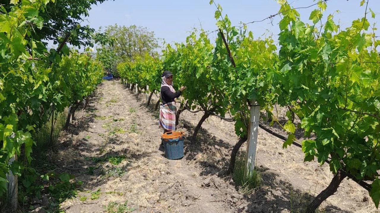 Yaprağı Ayrı Meyvesi Ayrı Para Ediyor! Manisa Sarıgöl’de Hasat Başladı, Günlük 1500 TL Kazandırıyor