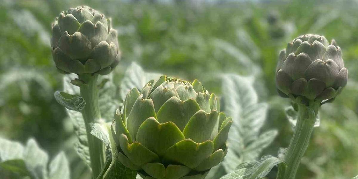 yeni-proje-30-1 yeni-proje-30.jpg