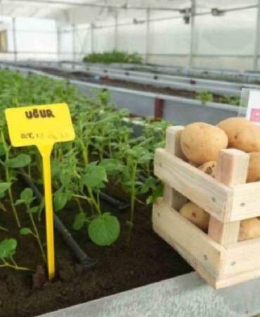 Yerli Patates Tescillendi! Haşlama veya Kızartma için Değil, Sadece Bunun İçin Üretildi