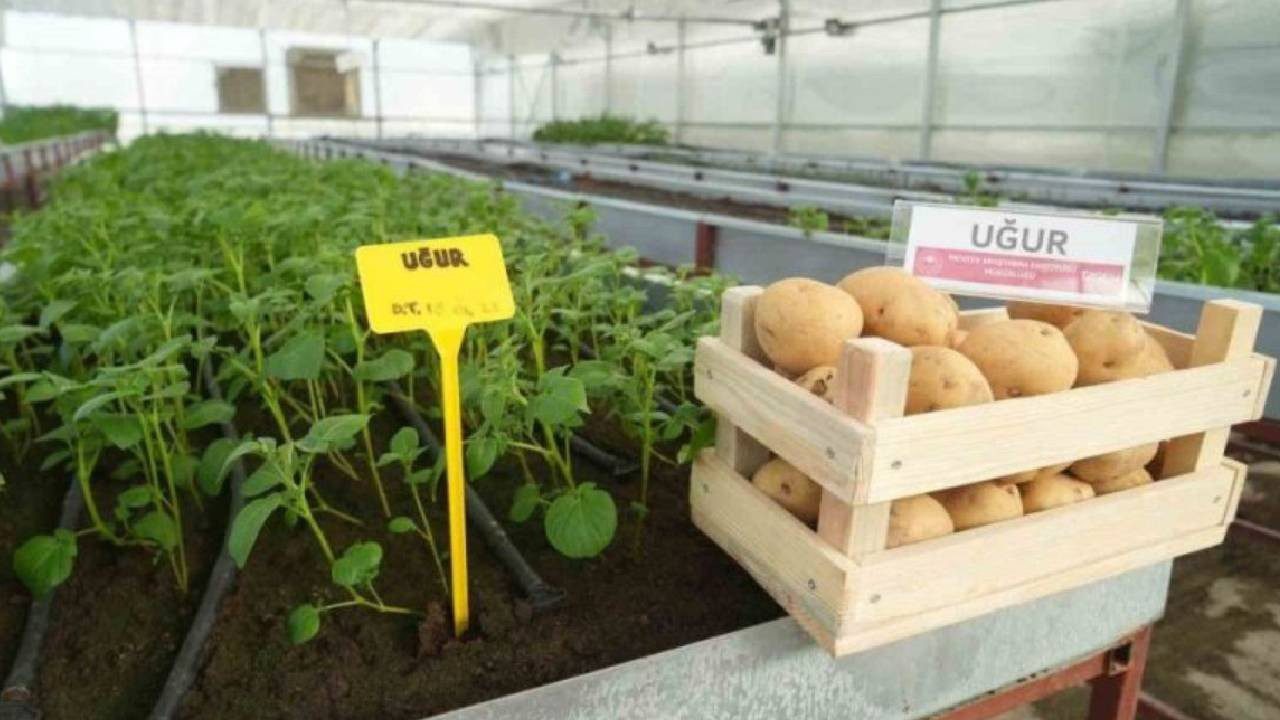 Yerli Patates Tescillendi! Haşlama veya Kızartma için Değil, Sadece Bunun İçin Üretildi