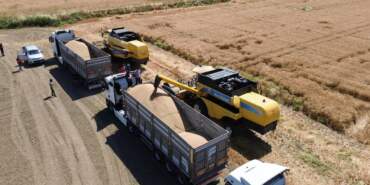 Yüz Güldüren Yılın İlk Hasadı Başladı, Ekipler Sahaya İndi! Dekar Başına 600 Kilo Elde Ediliyor