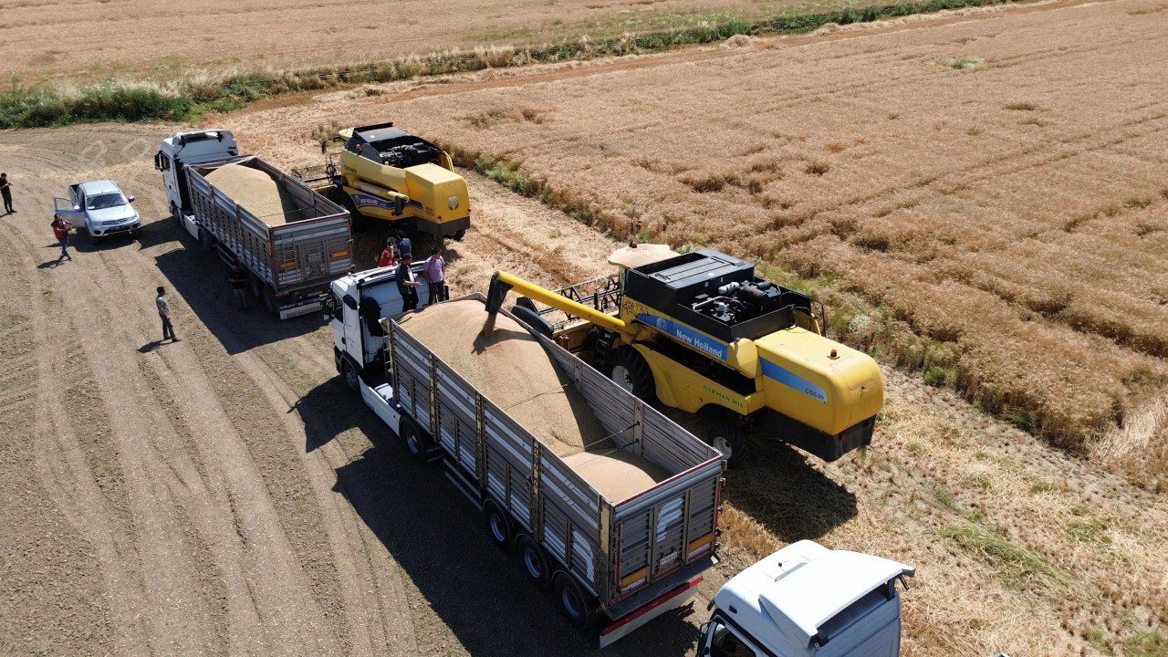 Yüz Güldüren Yılın İlk Hasadı Başladı, Ekipler Sahaya İndi! Dekar Başına 600 Kilo Elde Ediliyor