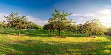 Zirai Don Hasadı Olumsuz Etkiledi! Verimi Düştü Fiyatı Rekor Arttı