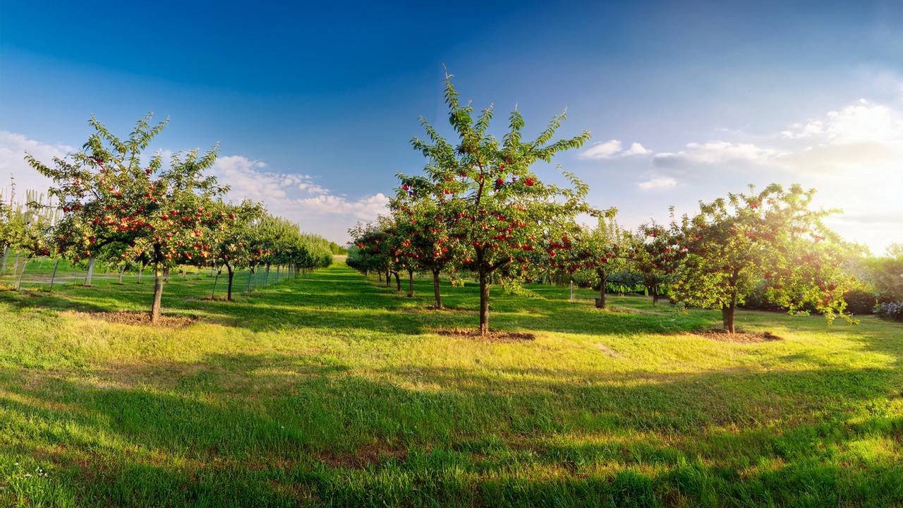 Zirai Don Hasadı Olumsuz Etkiledi! Verimi Düştü Fiyatı Rekor Arttı
