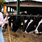 Çiftçinin yüzü gülecek: Sera ve büyükbaş süt hayvancılığına yönelik özel kredi paketleri! Tarımsal kalkınmada yeni dönem