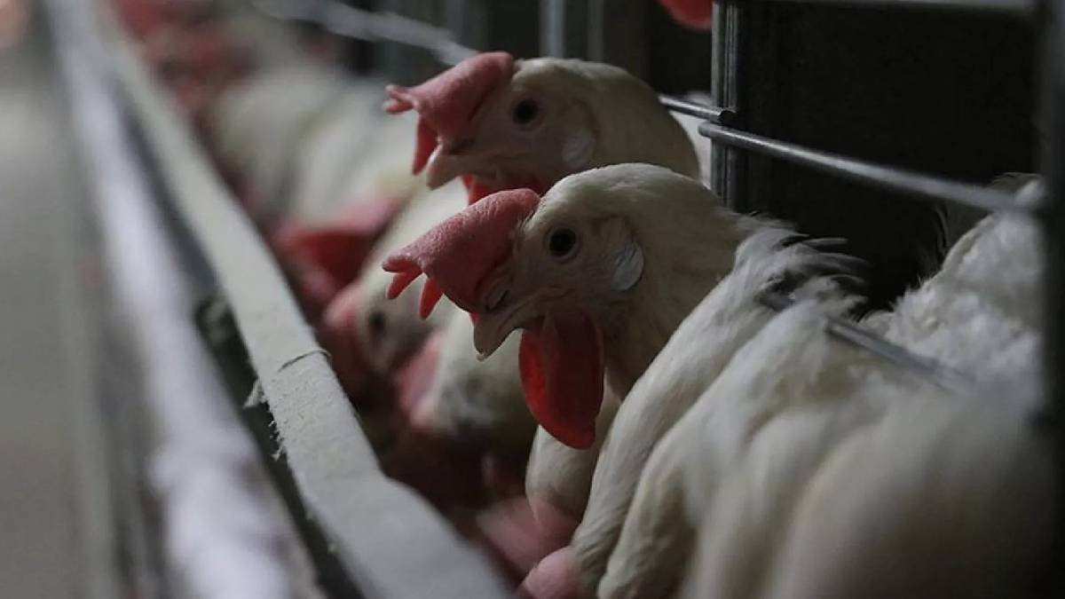 Tavuk eti üretiminde yükseliş, yumurtada düşüş: Nisan 2025 verileri açıklandı