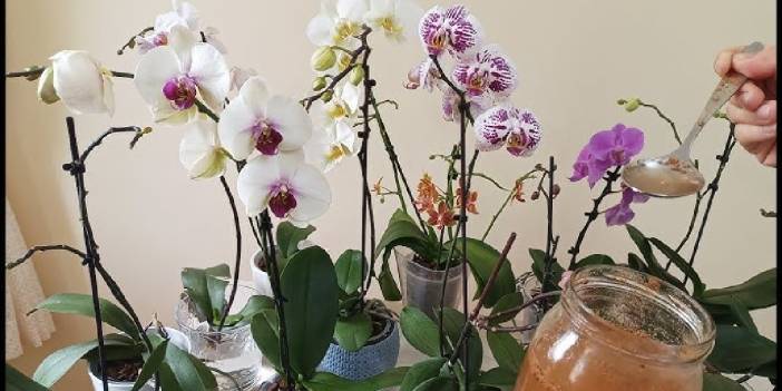 Solmuş kurumaya yüz tutmuş orkideler çöp olmasın! Çiçekle dolup taşıyor, gören gözlerine inanamıyor