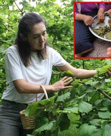 Karadeniz’in gizli şifa kaynağıydı, bilimsel olarak kanıtlandı! Fındık yaprağı sarması kansere karşı umut oldu…