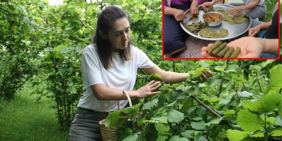 Karadeniz’in gizli şifa kaynağıydı, bilimsel olarak kanıtlandı! Fındık yaprağı sarması kansere karşı umut oldu…