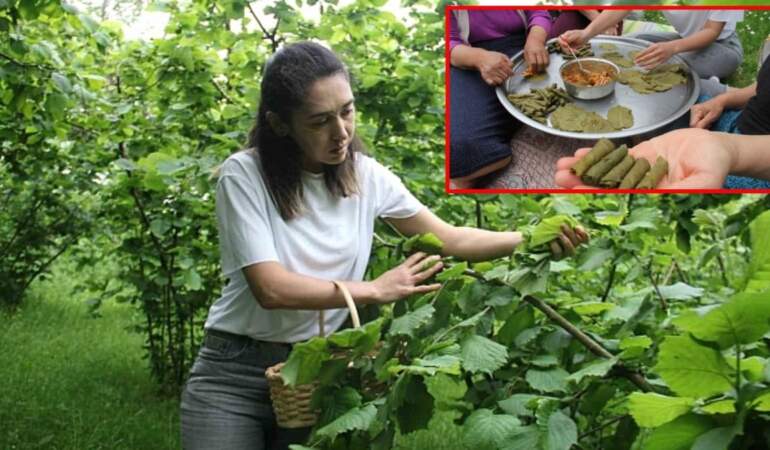 Karadeniz’in gizli şifa kaynağıydı, bilimsel olarak kanıtlandı! Fındık yaprağı sarması kansere karşı umut oldu…