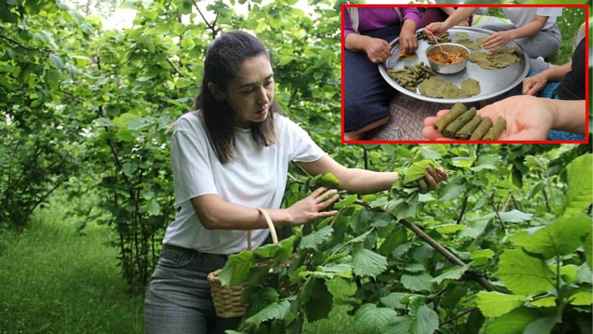 Karadeniz’in gizli şifa kaynağıydı, bilimsel olarak kanıtlandı! Fındık yaprağı sarması kansere karşı umut oldu…