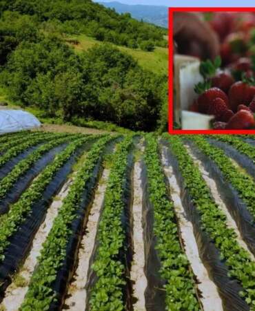 Belediye destek verdi, çiftçi ürün elde etti! Hem kazançlı hem masrafsız: Herkes gözünü ona dikti
