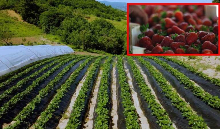 Belediye destek verdi, çiftçi ürün elde etti! Hem kazançlı hem masrafsız: Herkes gözünü ona dikti