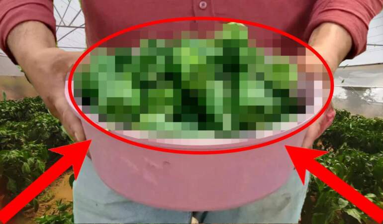 Etli ve gevrek yapısıyla dikkat çekiyor, ata tohumundan 150 yıldır yetişiyor! Bölgenin gözdesi: 250 TL’ye yok satıyor