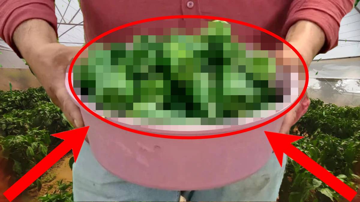 Etli ve gevrek yapısıyla dikkat çekiyor, ata tohumundan 150 yıldır yetişiyor! Bölgenin gözdesi: 250 TL’ye yok satıyor