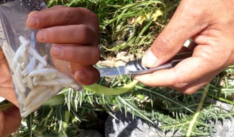 Kökünden servet fışkırıyor! Bu bitki migrene ve cebe iyi geliyor: Kilosu 12 bin liraya satılıyor