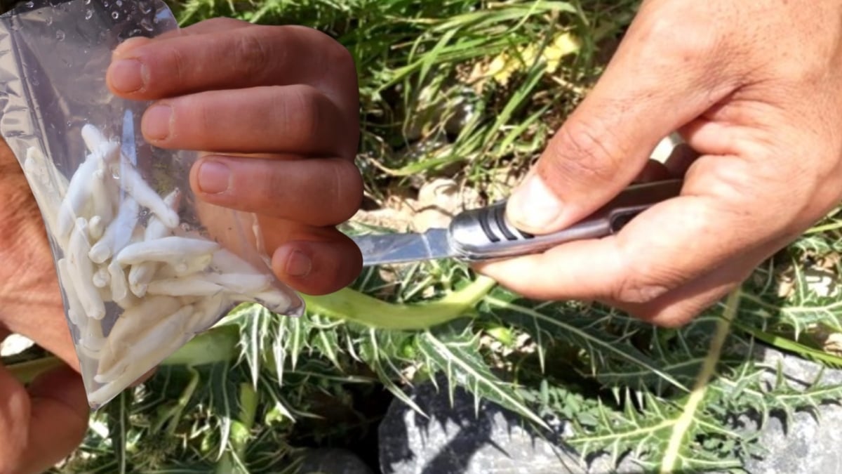 Kökünden servet fışkırıyor! Bu bitki migrene ve cebe iyi geliyor: Kilosu 12 bin liraya satılıyor