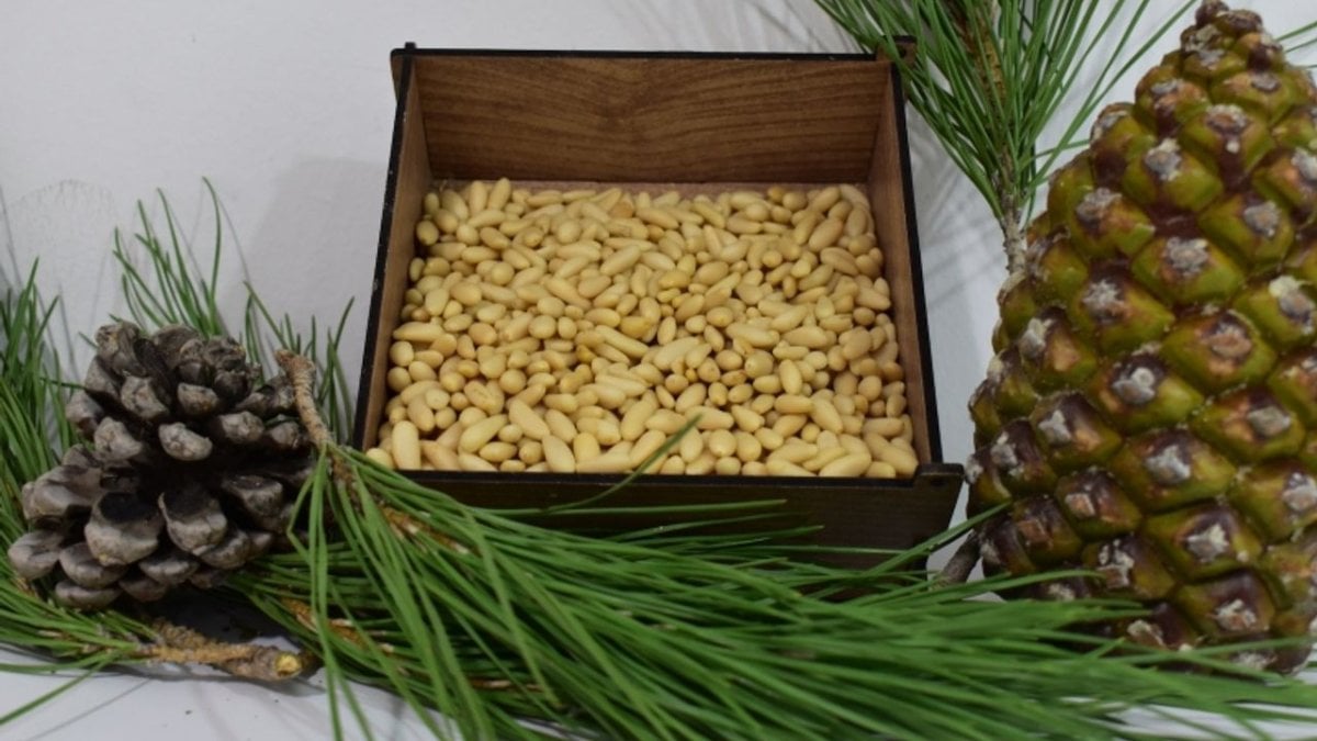 Aydın’ın lezzeti avrupa yolcusu! Bakan Yumaklı duyurdu: Çam fıstığına AB tescili geldi