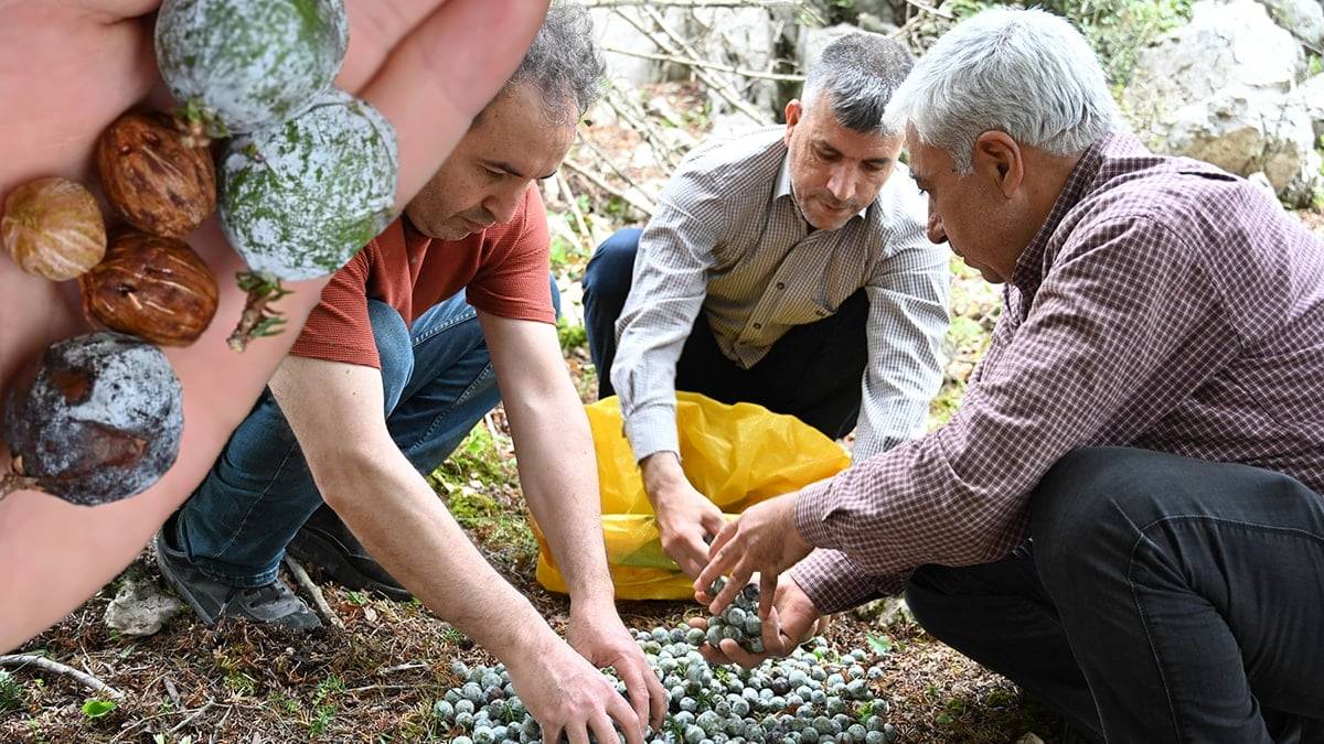 Ağaçlardan toplayıp günlük 5 tane üretiyor! Coğrafi işareti bulunuyor, yok satıyor: Aylık 135.000 TL gelir sağlıyor