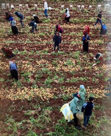 Bu iş sayesinde hem kızını evlendirdi hem de ev yaptı! Günde 2.500 TL kazanıyorlar: İşten de paradan da memnunlar