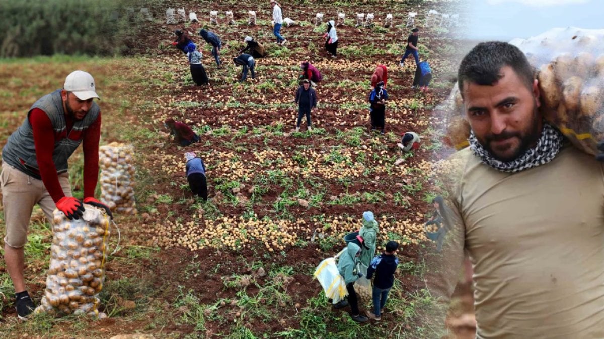 Bu iş sayesinde hem kızını evlendirdi hem de ev yaptı! Günde 2.500 TL kazanıyorlar: İşten de paradan da memnunlar