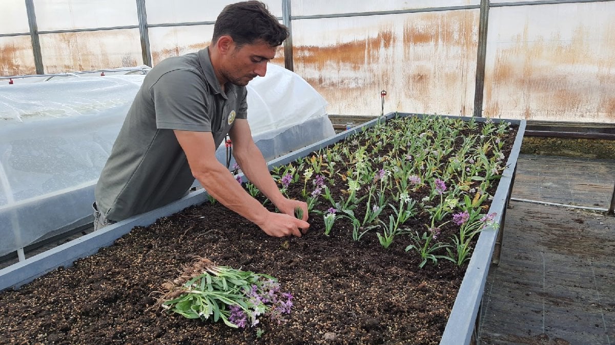 Para kazanmak isteyen bu işe başlıyor! Gelirini ikiye katlıyor, herkes bunu yapmak istiyor