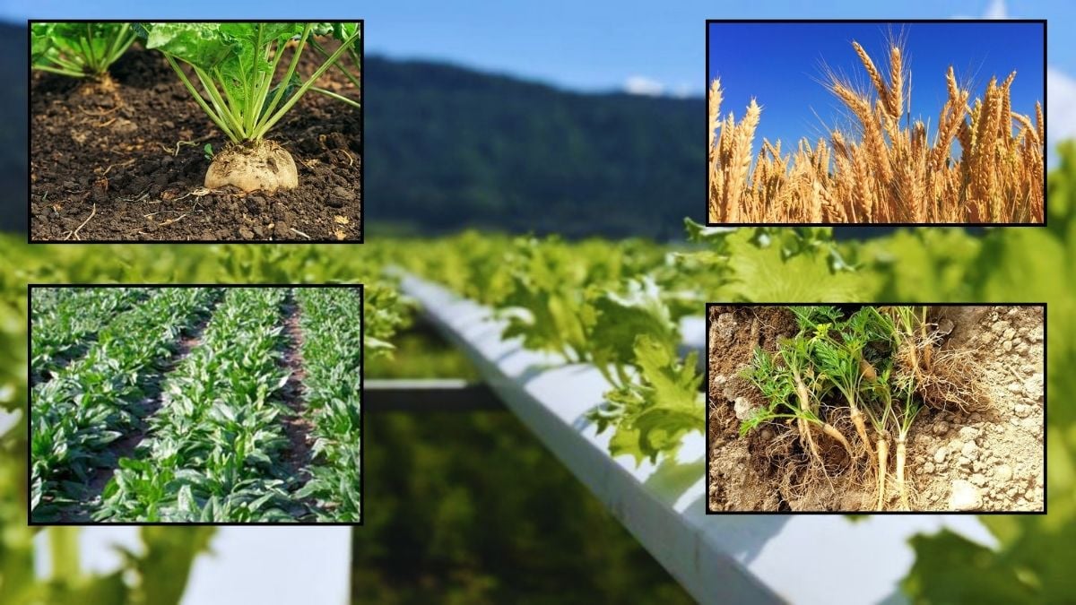 Kıtlık, iklim ve nükleer savaşa karşı dirençli! Gıda geleceğinin altını olacak: Bilim bu sebzeleri ‘Kurtarıcı’ ilan etti!