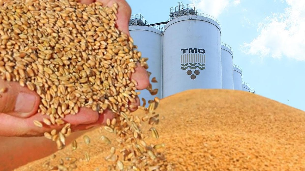 TMO hububat alım fiyatlarını açıkladı: Buğdaya kilo başına 13,5 TL, prim yerine kapsamlı destek paketi!