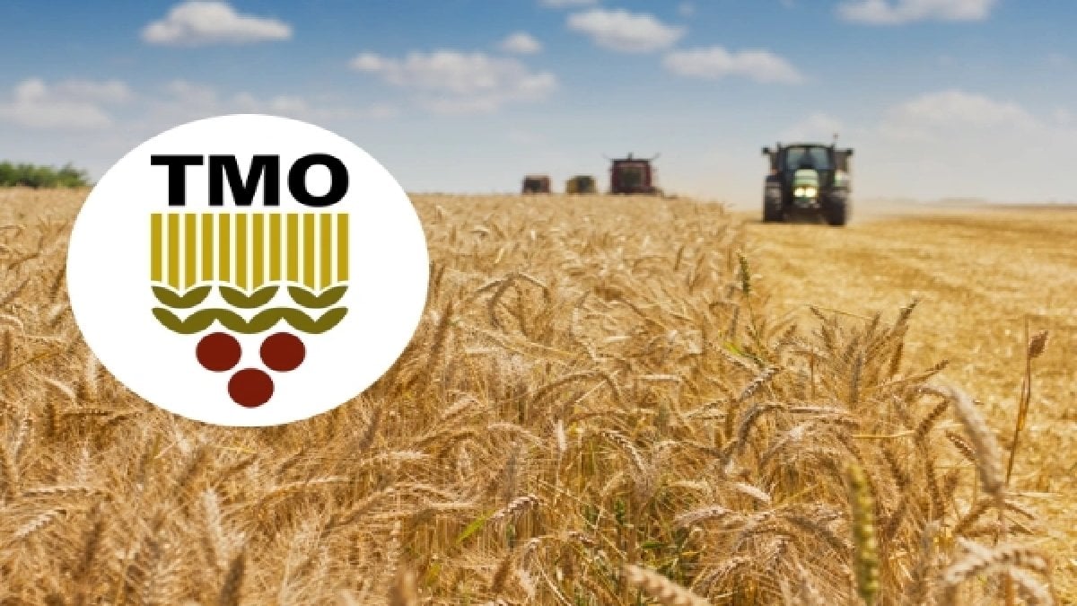Herkes dört gözle bekliyordu… TMO 2025 yılı hububat fiyatlarını açıkladı! Hesaplara yatırılacak