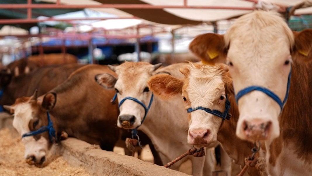 Kurbanlık seçimine dikkat: ‘Küpe ve belge’ uyarısı