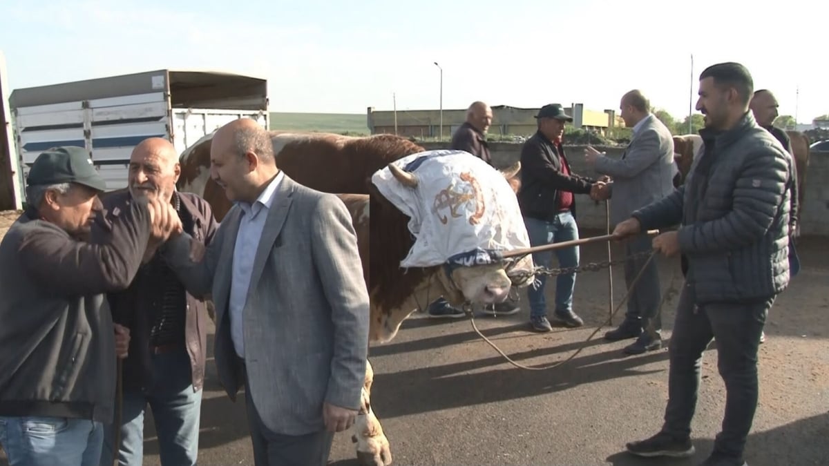 Kurban pazarının gözdesi oldu! 900 kilo olduğunu duyan şaşkına döndü: Bir araba parasına satıldı