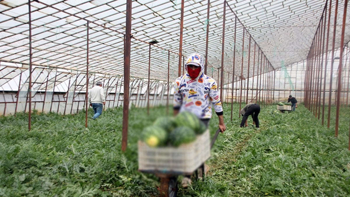 Yaz aylarının en sevileni… Antalya’da hasadı devam ediyor: Tezgahlar şenleniyor! İlk ürünlerin tadına Maraşlılar bakacak
