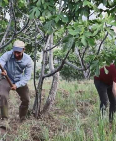Güneş doğmadan yola çıkıyorlar, öğlene kadar hasat yapıyorlar! Fiyatı altınla yarışıyor: Daha önce yediklerinize benzemiyor