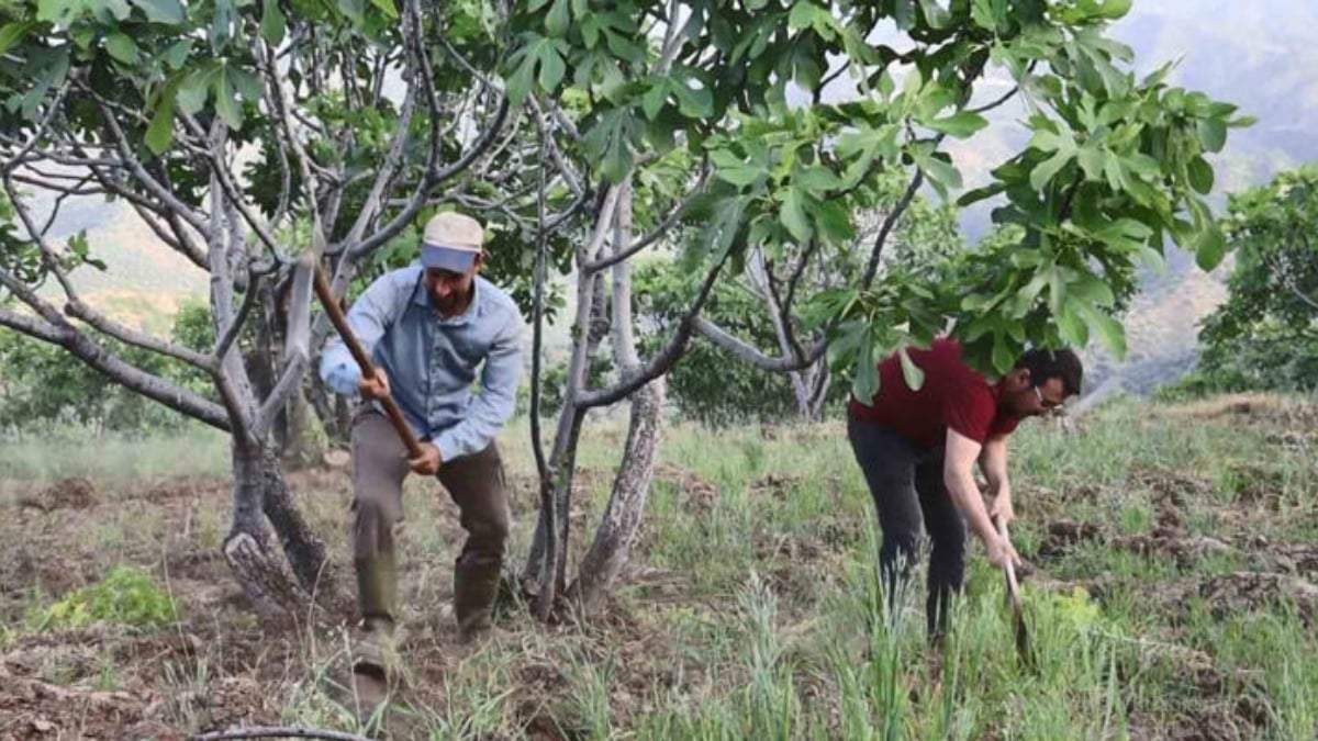 Güneş doğmadan yola çıkıyorlar, öğlene kadar hasat yapıyorlar! Fiyatı altınla yarışıyor: Daha önce yediklerinize benzemiyor