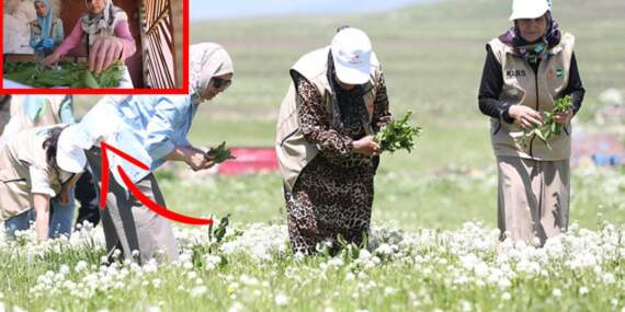 Kars’tan tüm Türkiye’ye ulaşıyor! Kadınlar doğaya çıkıp topluyor, kurutup satılıyor: Resmen sipariş yağıyor!