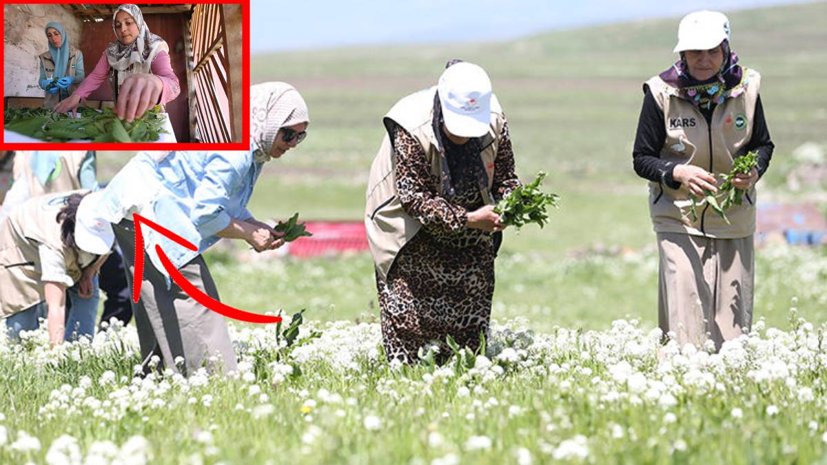 Kars’tan tüm Türkiye’ye ulaşıyor! Kadınlar doğaya çıkıp topluyor, kurutup satılıyor: Resmen sipariş yağıyor!