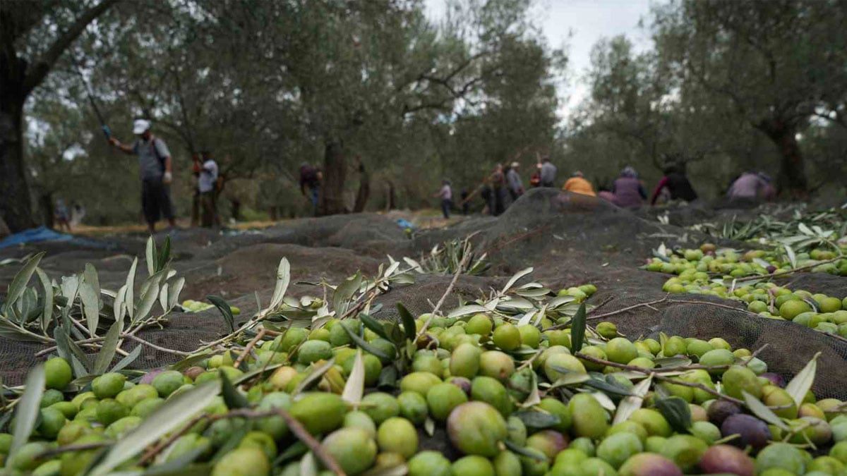 2 yıl sonra yeniden gündemde… Zeytinliklerde madencilik düzenlemesi Meclis’te