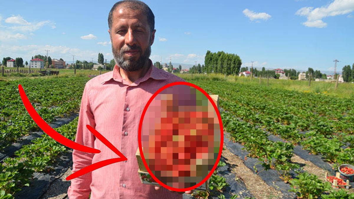 Devlet destekledi Muş’ta bahçeler kuruldu! Yılda 7-8 kez hasat yapıyorlar, 2 ton ürün alıyorlar: Kilosunu 100 TL’den veriyorlar