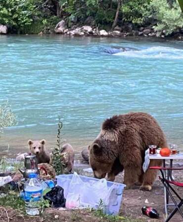 Piknik sofrası korku filmine döndü! Piknin masasına ayı ailesi el koydu: O anlar kameralara böyle yansıdı