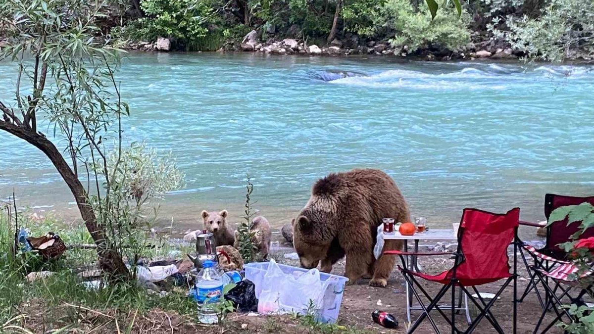 Piknik sofrası korku filmine döndü! Piknin masasına ayı ailesi el koydu: O anlar kameralara böyle yansıdı