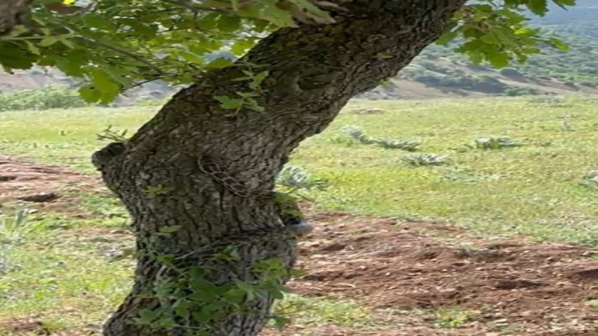 Kene istilasından sonra bir istila daha! Gölgeye oturmak isterken göz göze geldi! “Bu sene kene gibi o da çok fazla”