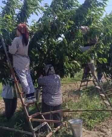 Kilosu 300 liraya kadar çıkıyor! Avrupa’da talep büyük: Zirai dondan etkilenmedi