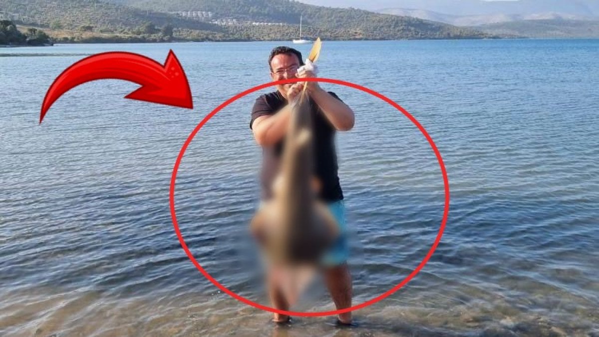 Türkiye’de çok nadir görülüyordu! O ilimizde balıkçı oltasına takıldı: Dev balığın kuyruğu zehirli
