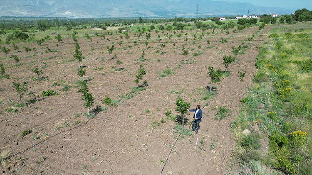 Akademisyenden büyük tarım hamlesi! Boş arazide dönüşüme ‘Merhaba’ dedi: Atıl arazilerini güneşle hayata döndürdü