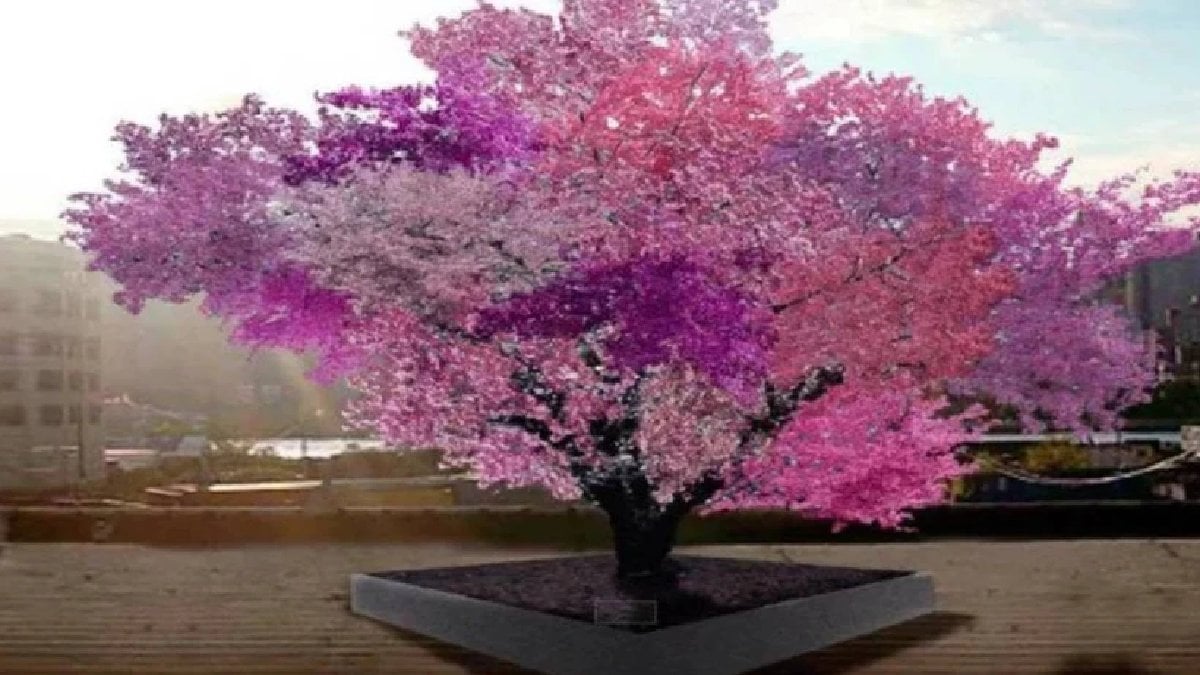 Tek ağaç 40 ayrı meyve! Kayısı, şeftali, erik… Gördüklerinize inanamayacaksınız