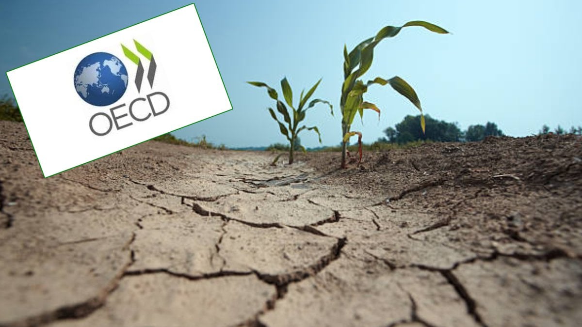 OECD’den uyarı: Kuraklık, ekonomik yükü artırtıyor